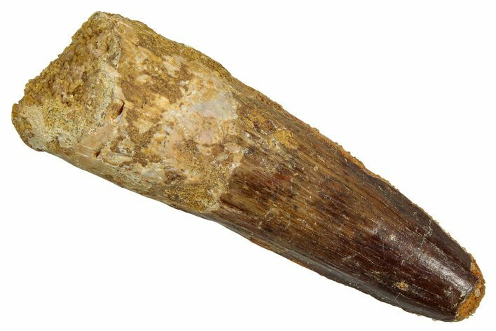 Fossil Spinosaurus Tooth - Real Dinosaur Tooth #344197